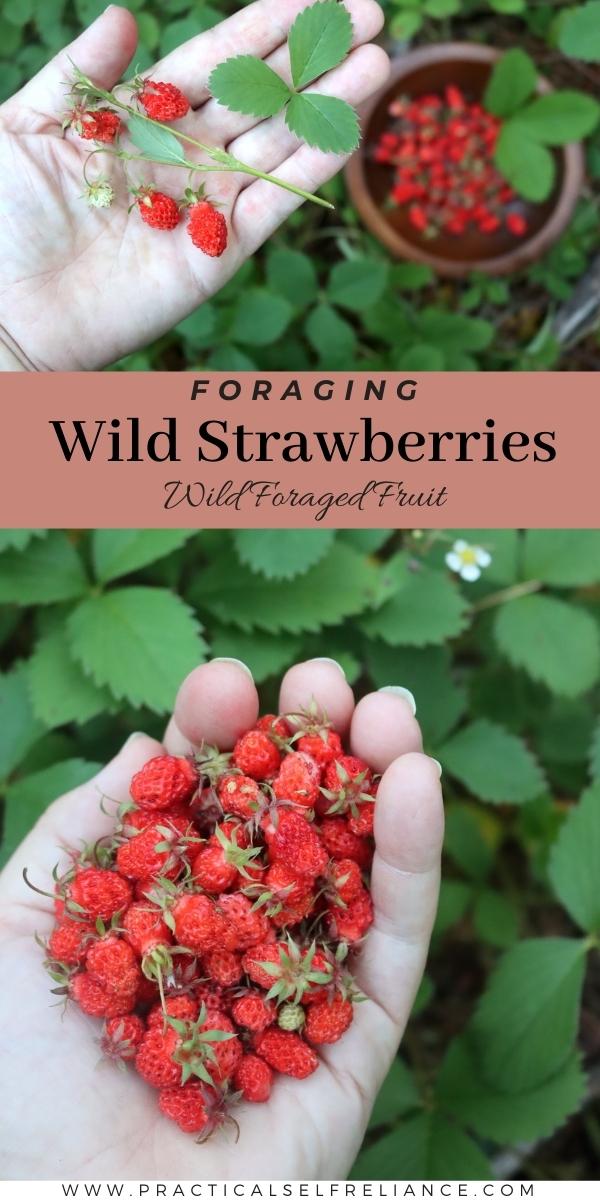 Foraging Wild Strawberries