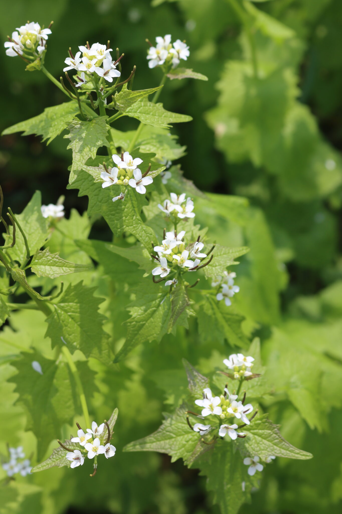 Garlic Mustard Flowers