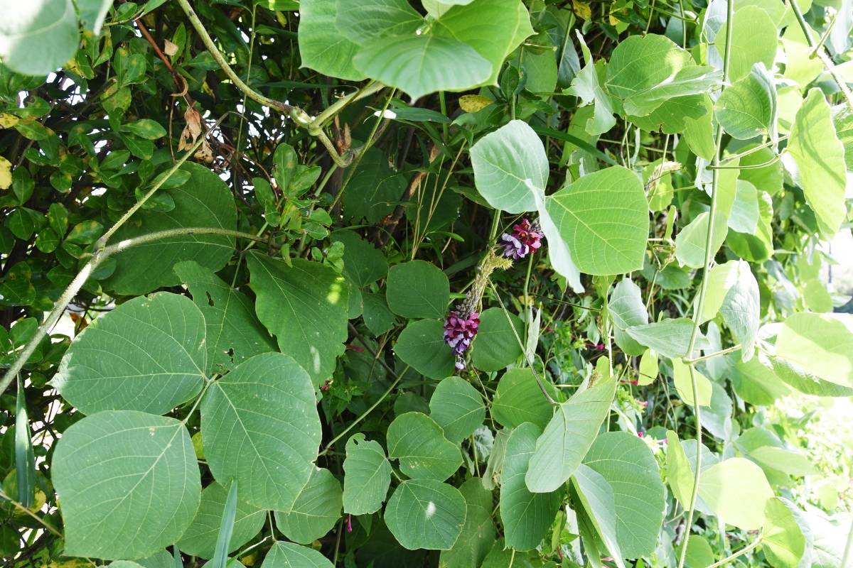 Kudzu Plant
