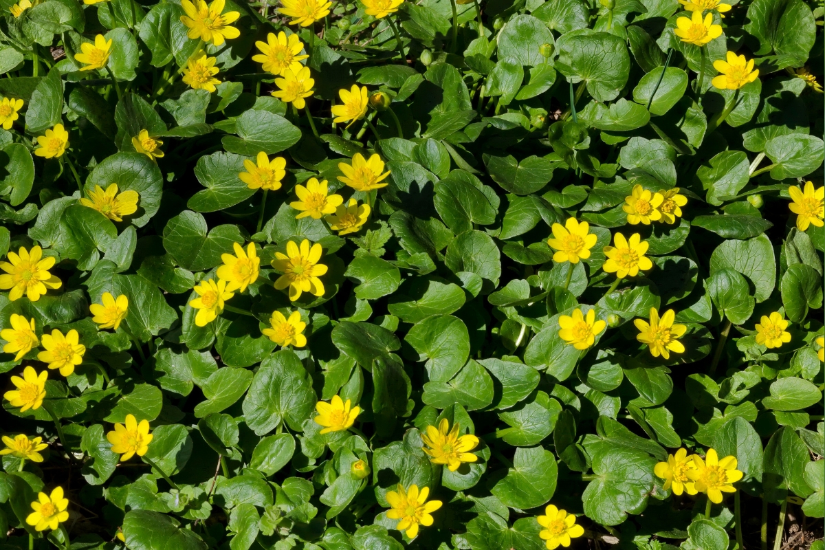 Lesser Celandine (Ficaria verna)