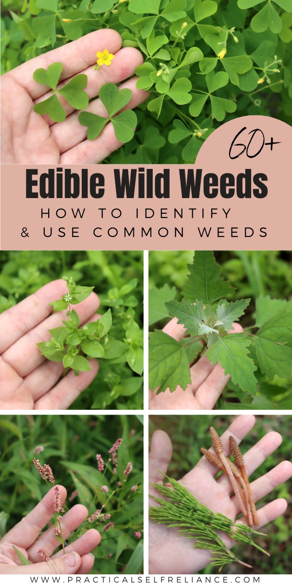 List of Edible Wild Weeds