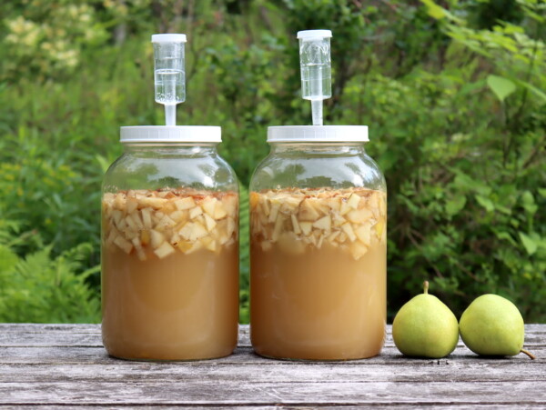Making Pear Wine