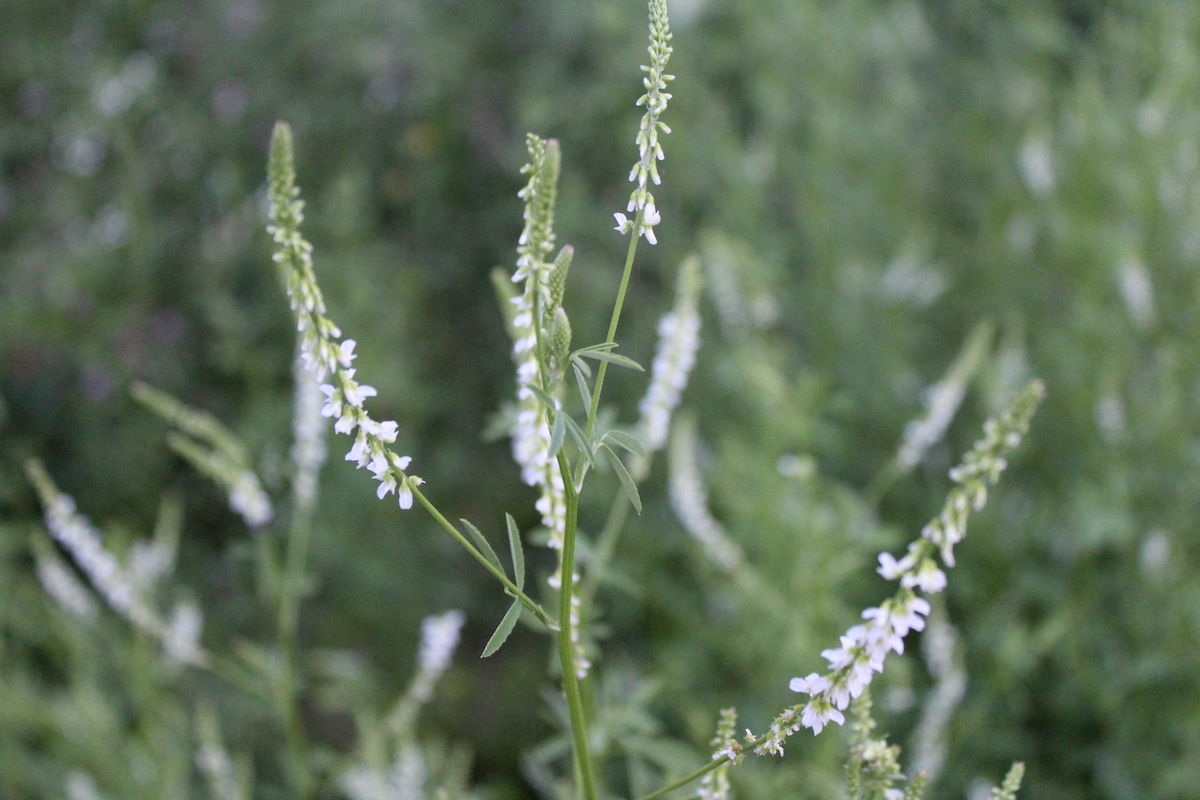 Melilot (Melilotus sp.)