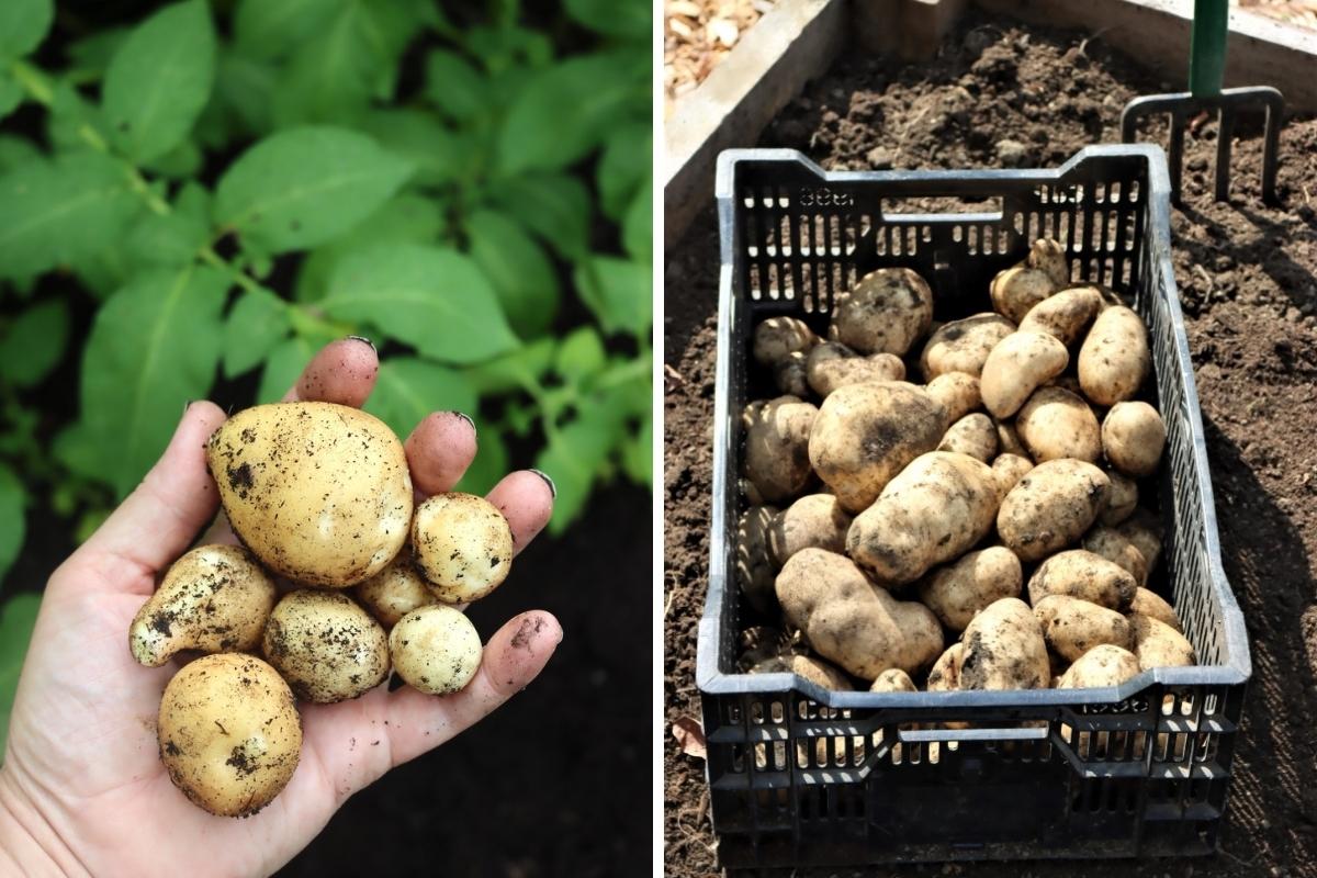 New Potatoes and Full Sized