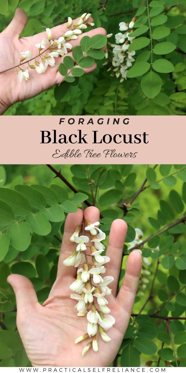 Foraging Black Locust