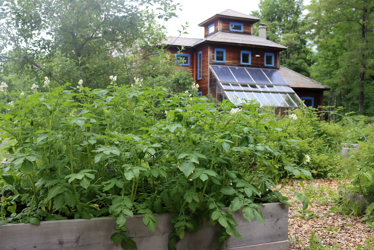 Potato Flowers