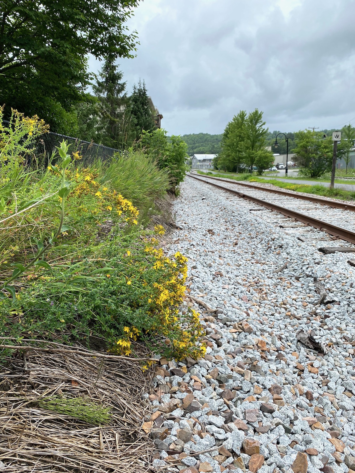 St Johns Wort Railroad Tracks