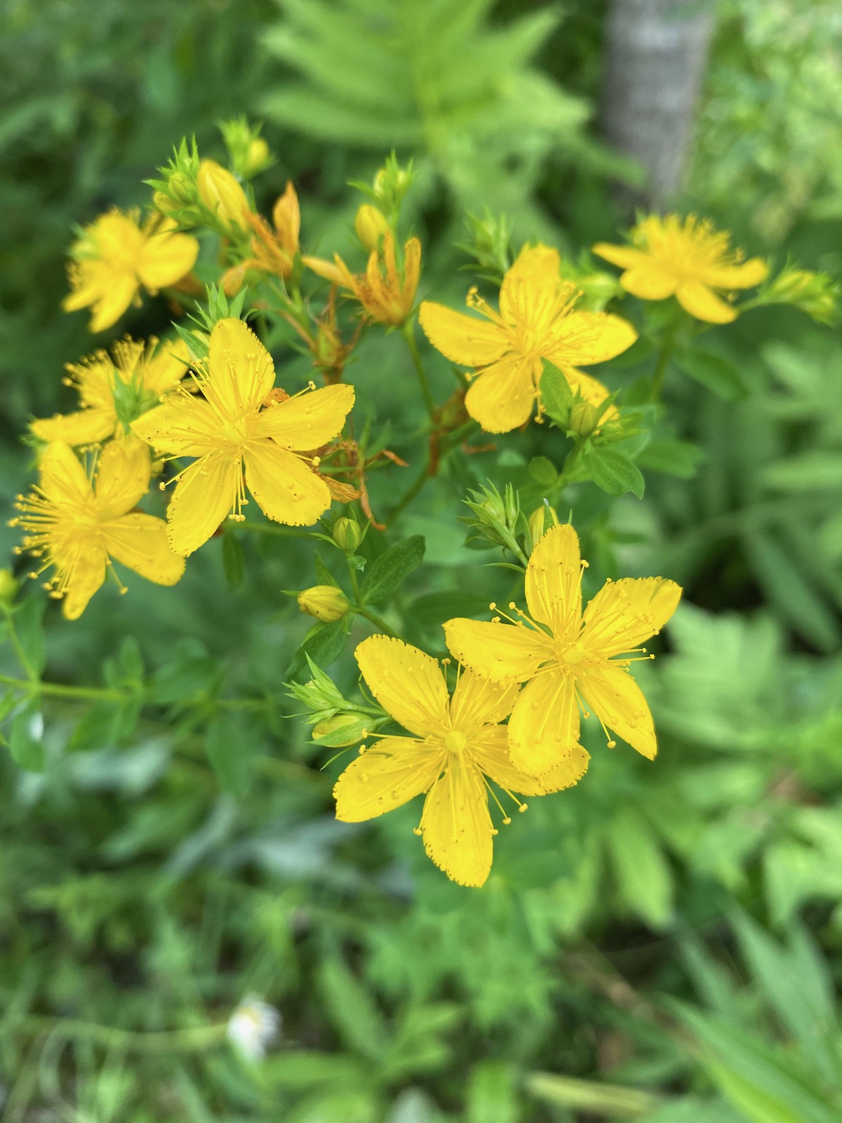 St. Johns Wort Flowers