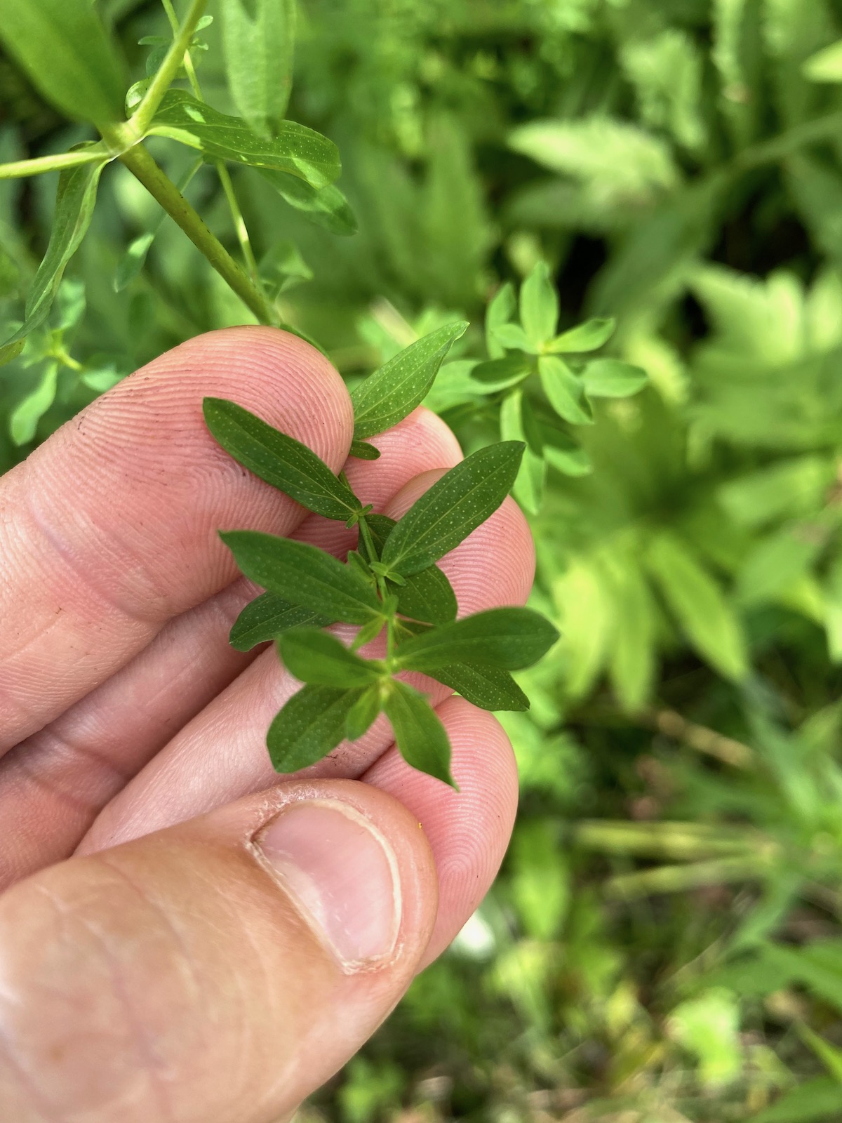 St. Johns Wort Leaves