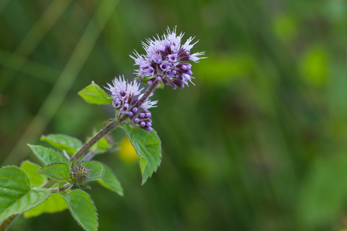 Wild Mint Flower