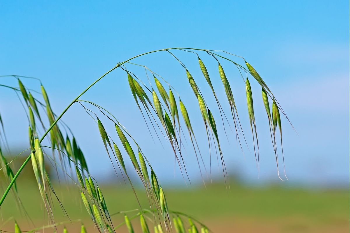 Wild Oats