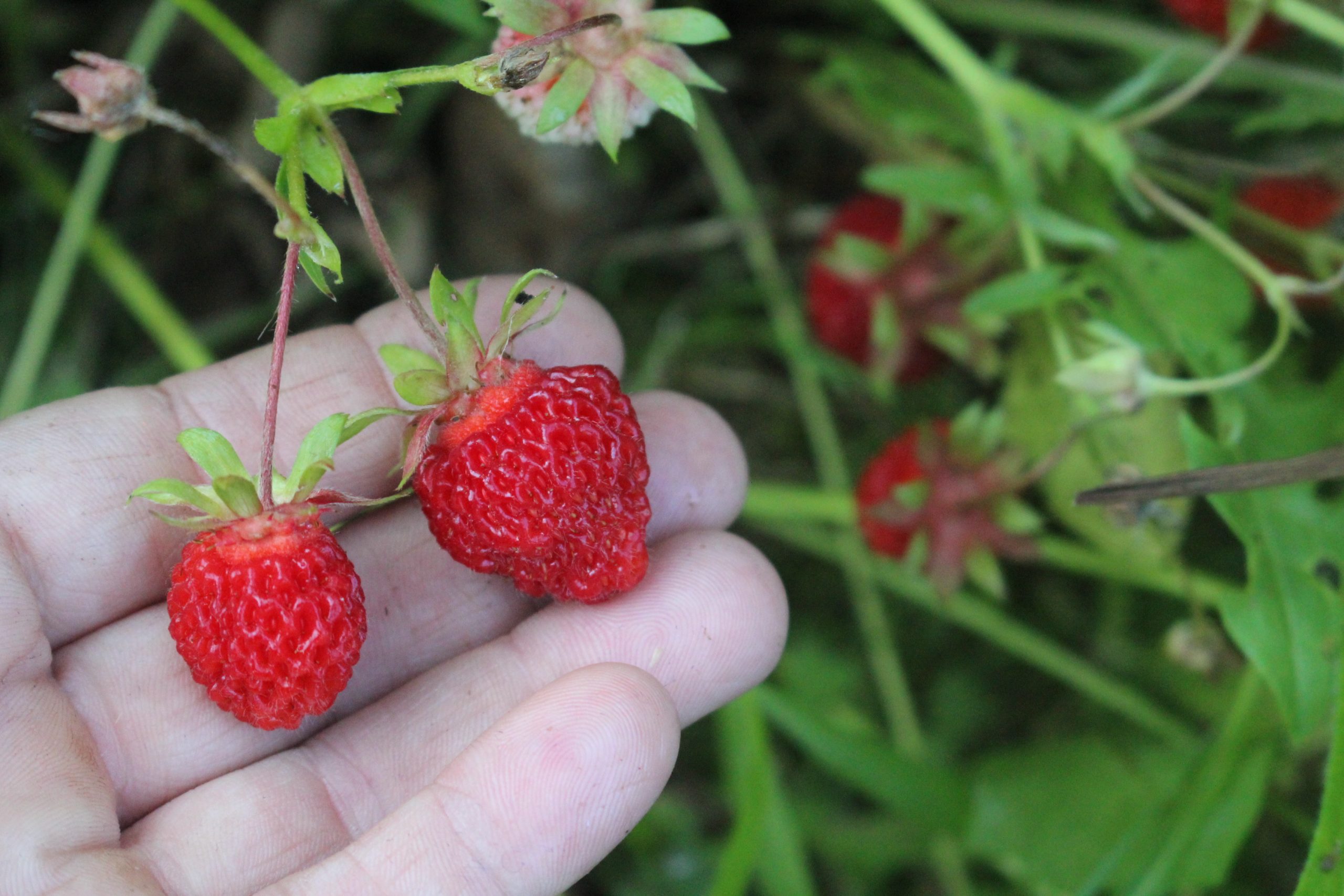 Wild Strawberries