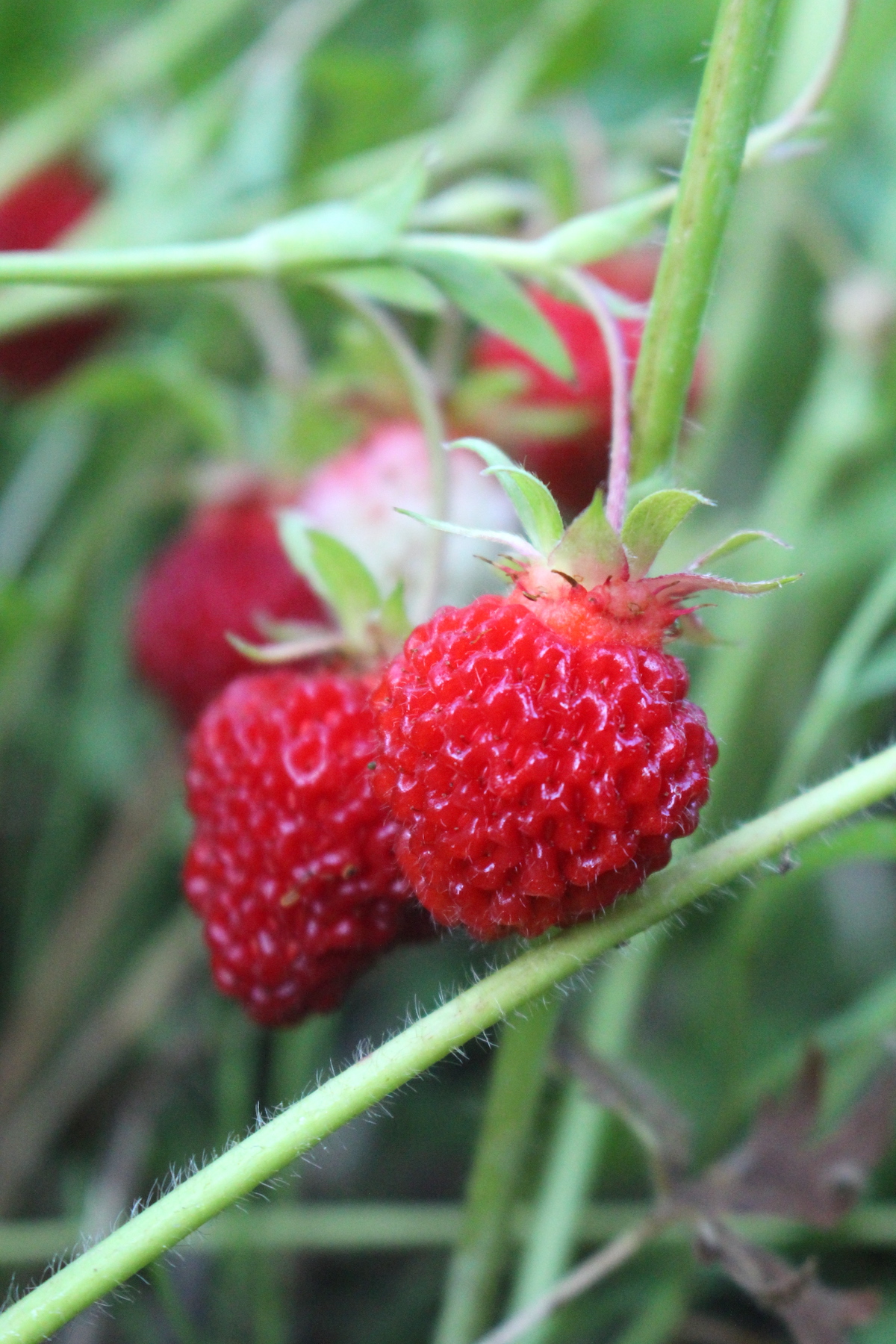 Wild Strawberries
