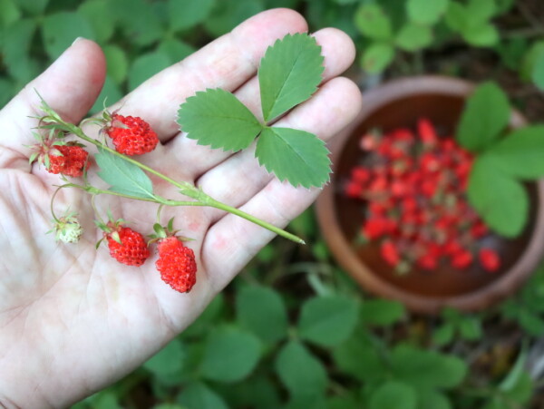Wild Strawberries