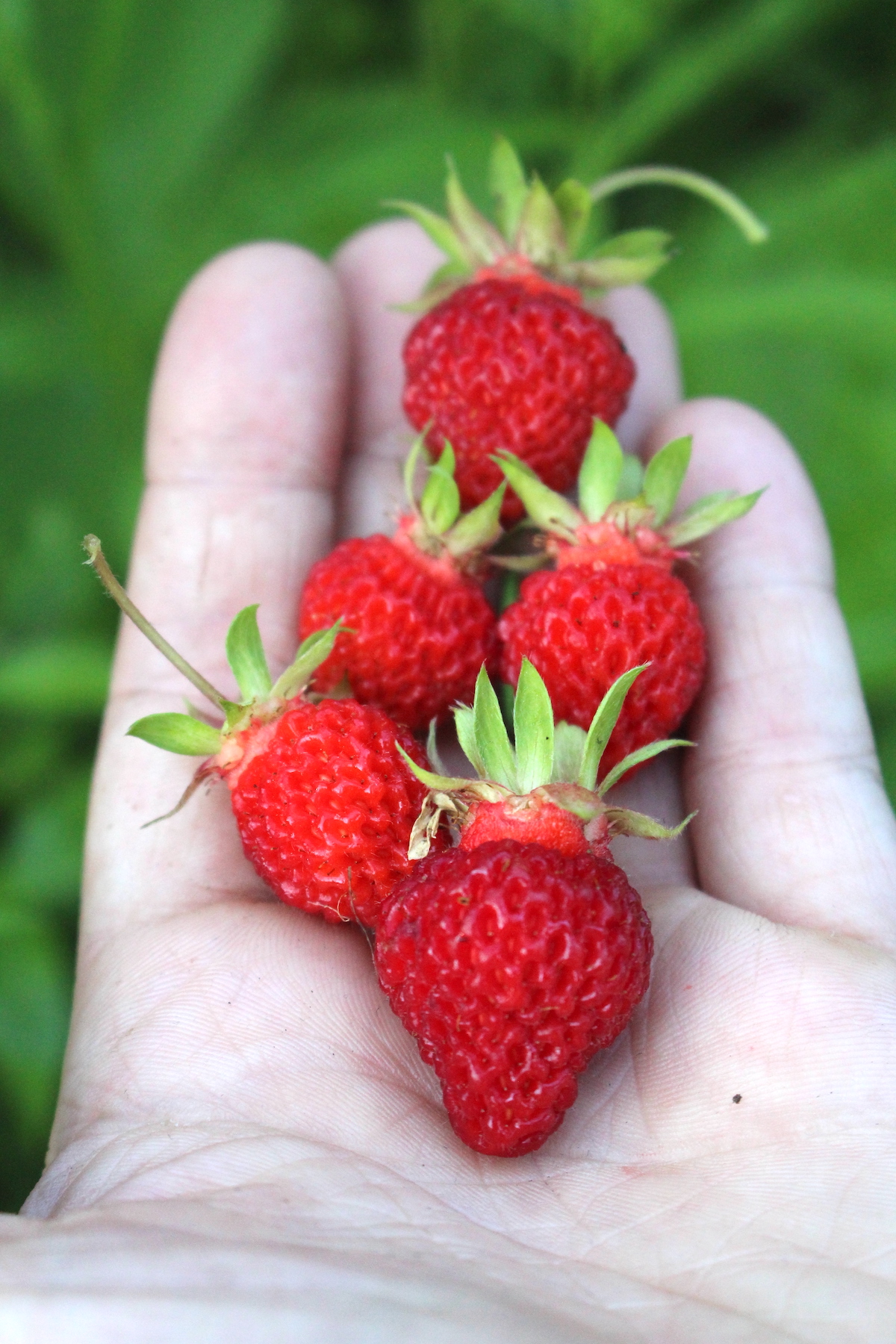 Wild Strawberries