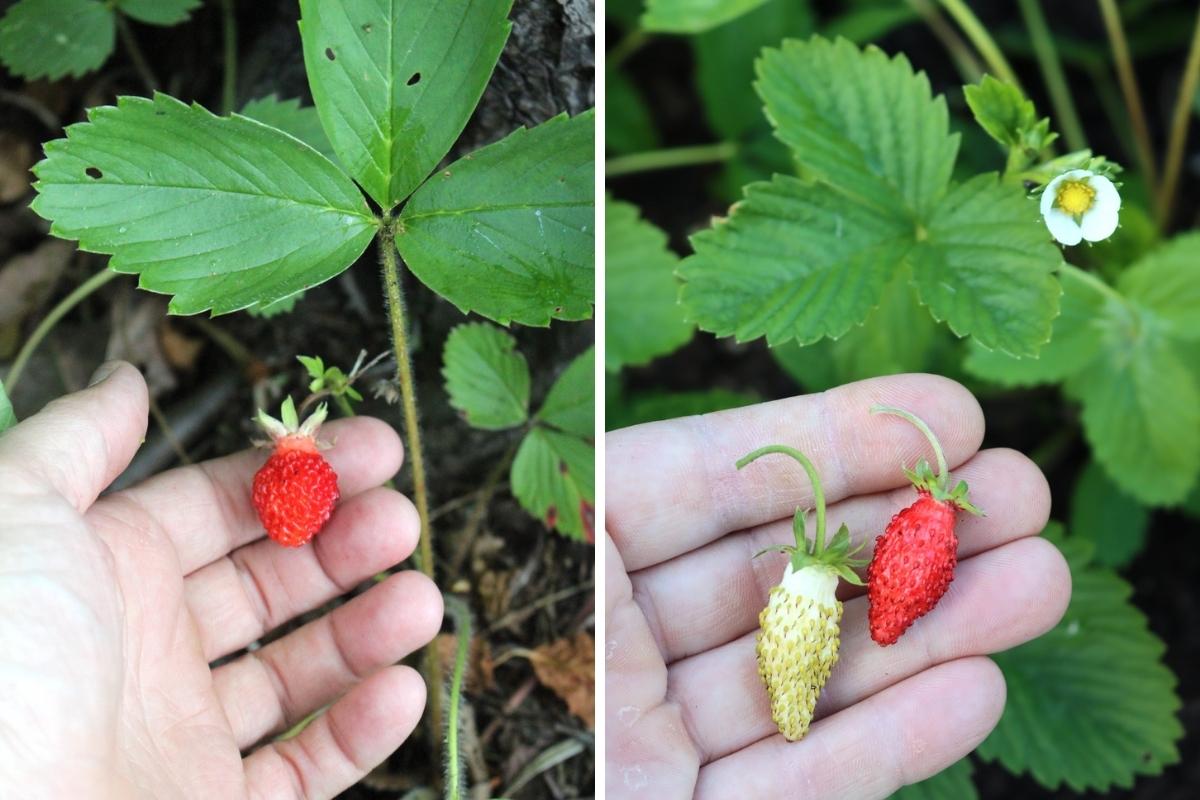 Wild and Alpine Strawberries