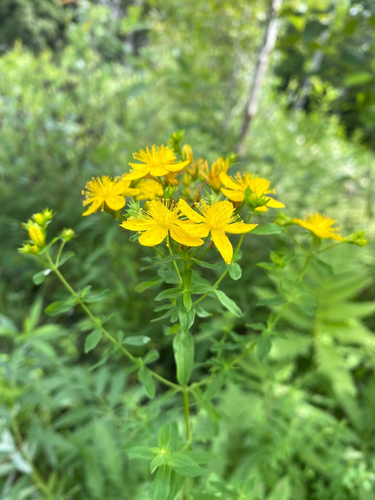 St Johns Wort