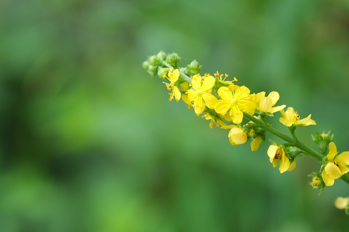Agrimony medicinal flowers