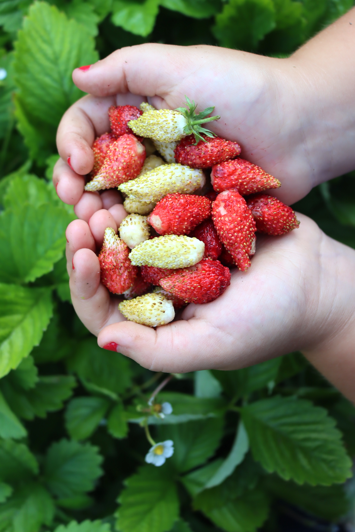 Alpine Strawberries