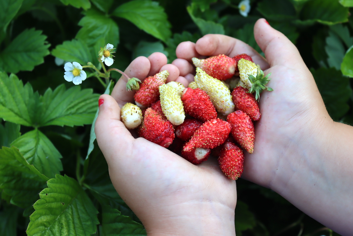 Alpine Strawberries