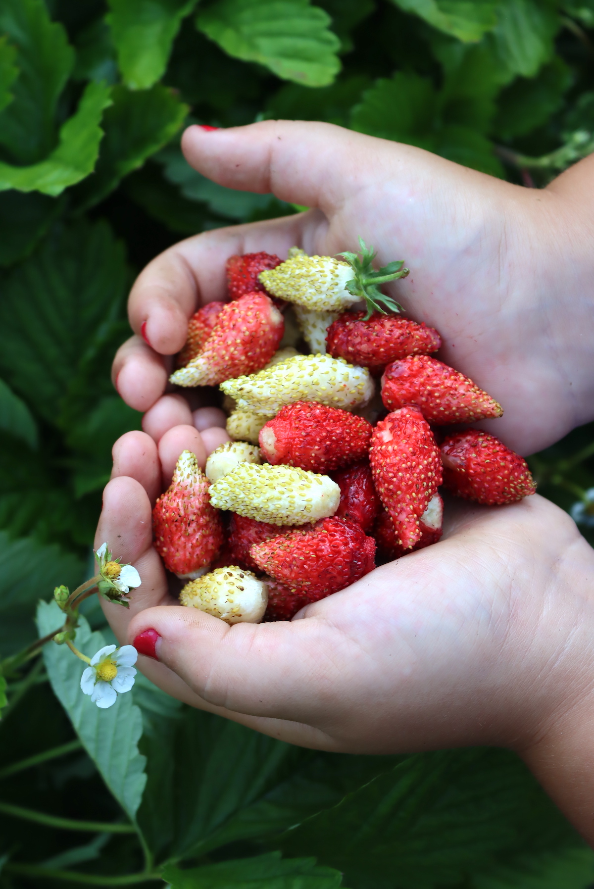 Alpine Strawberries
