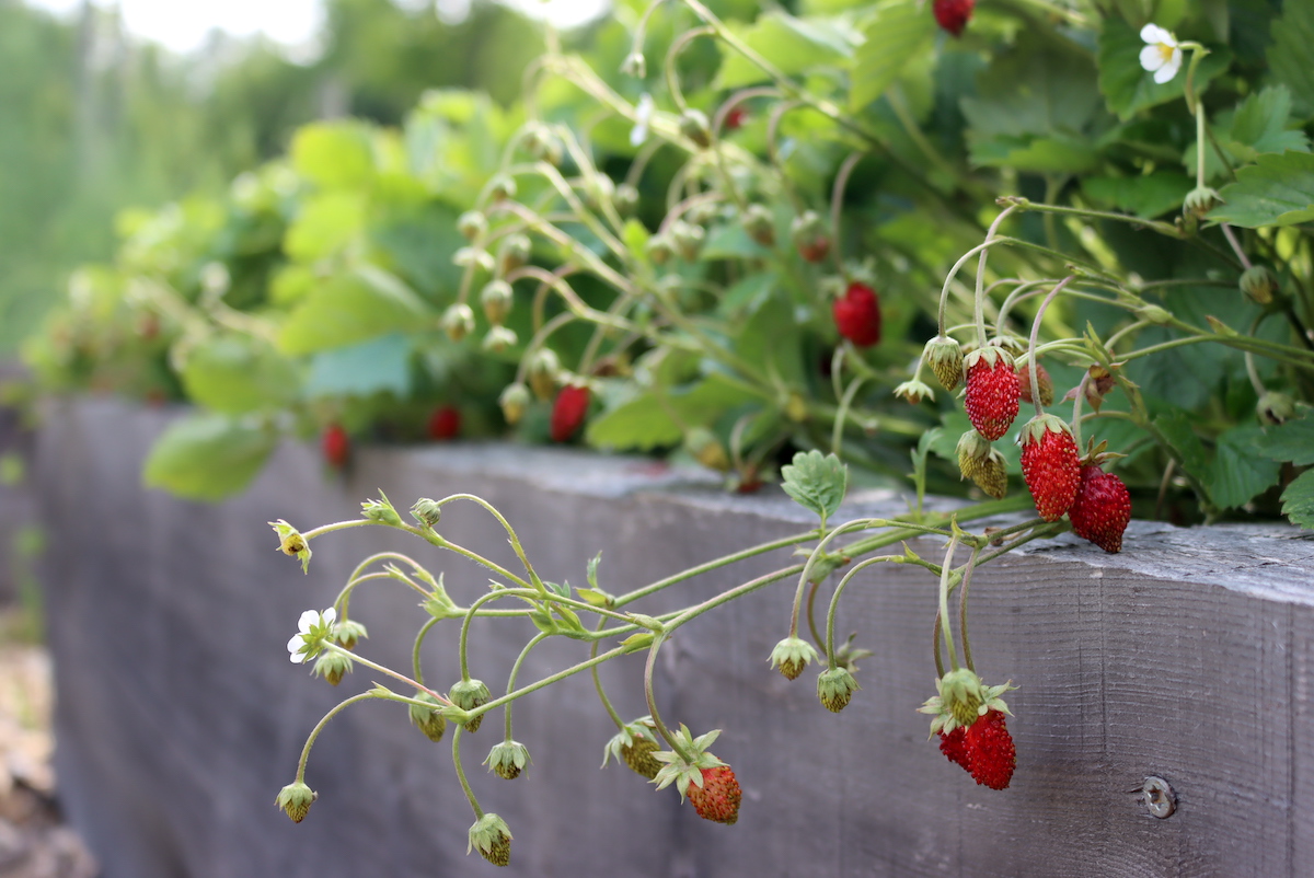 Alpine Strawberry Fruit