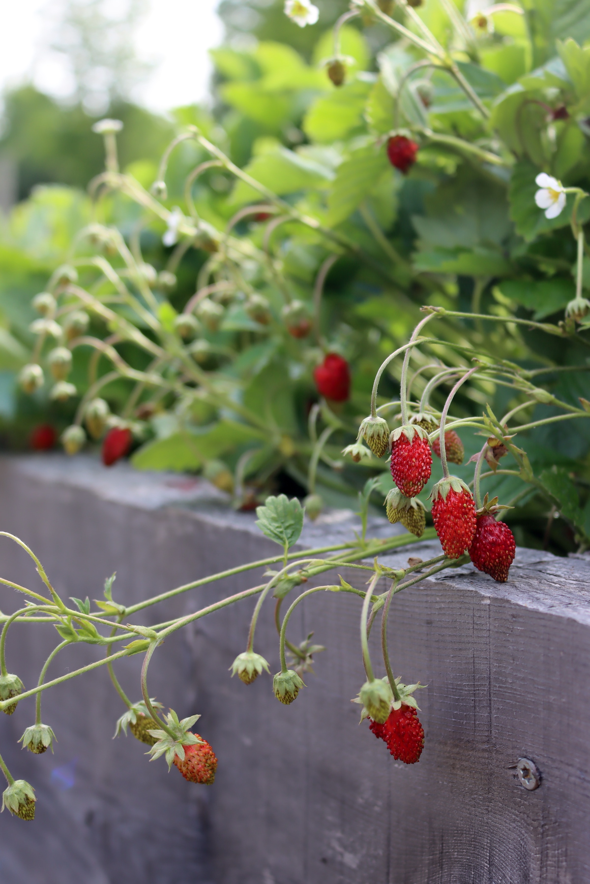 Alpine Strawberry Fruit