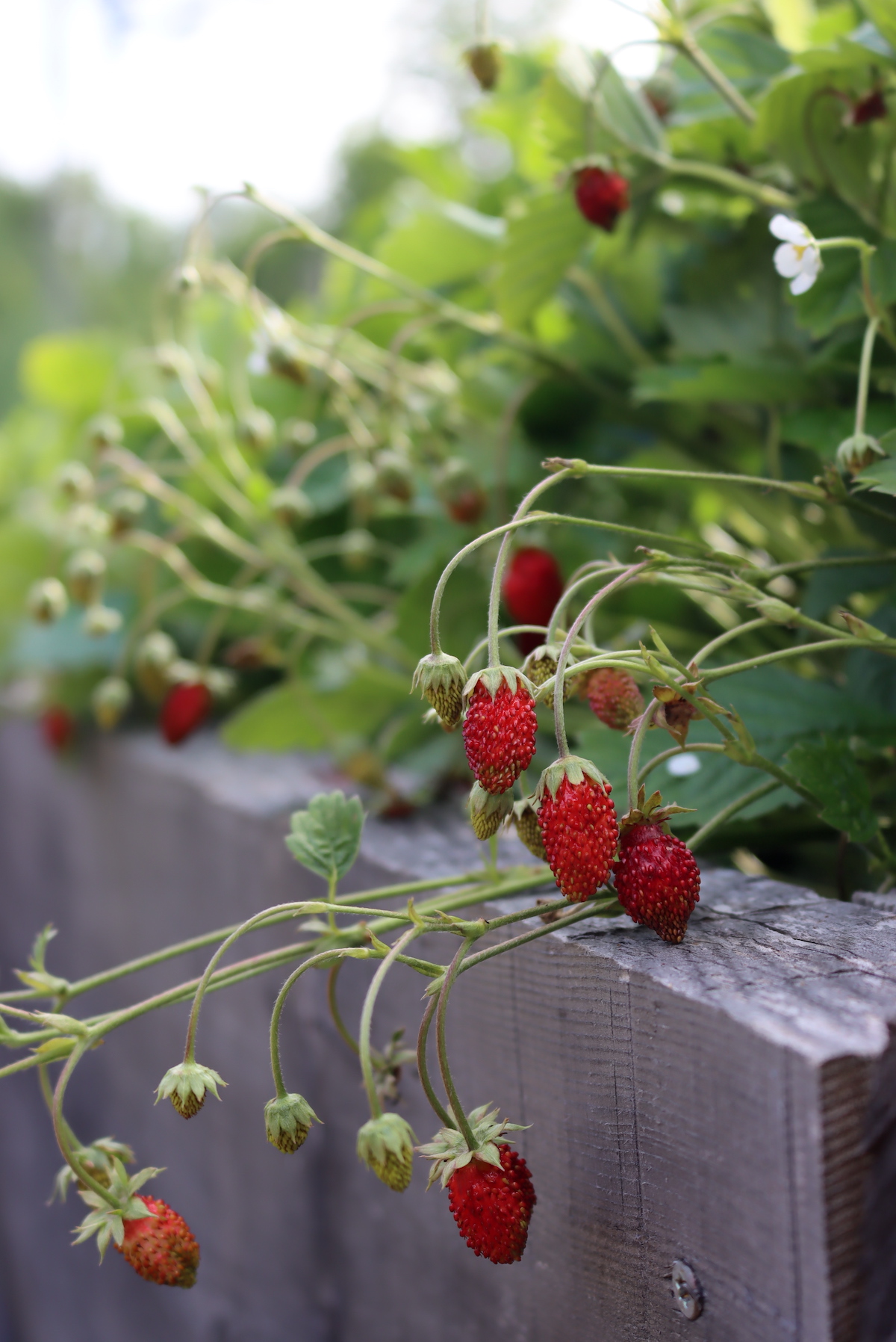 Alpine Strawberry Fruit