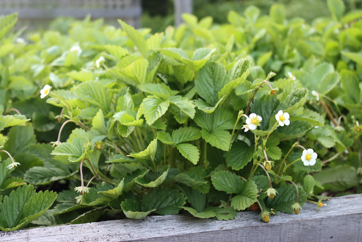 Alpine Strawberry Plants