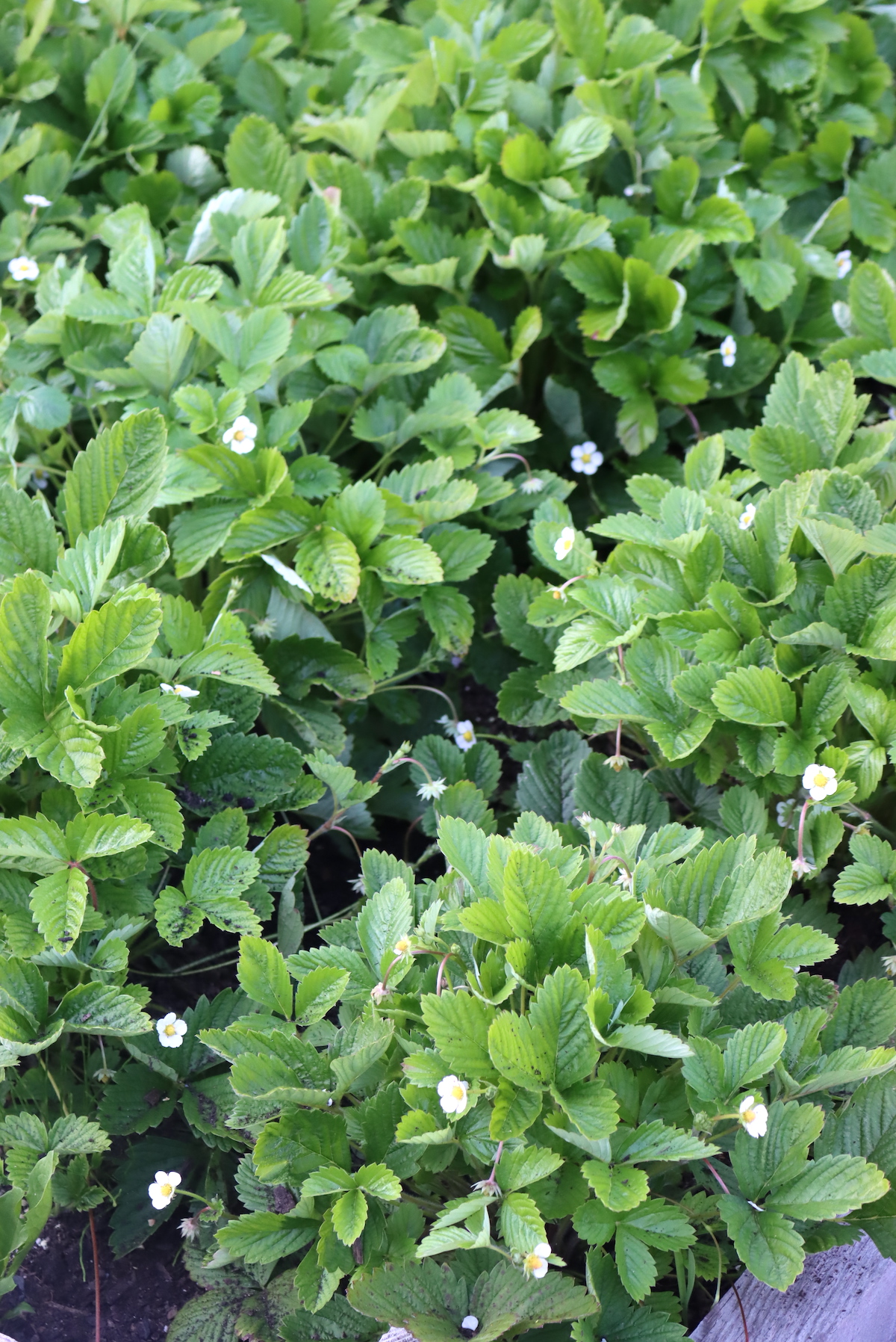 Alpine Strawberry Plants