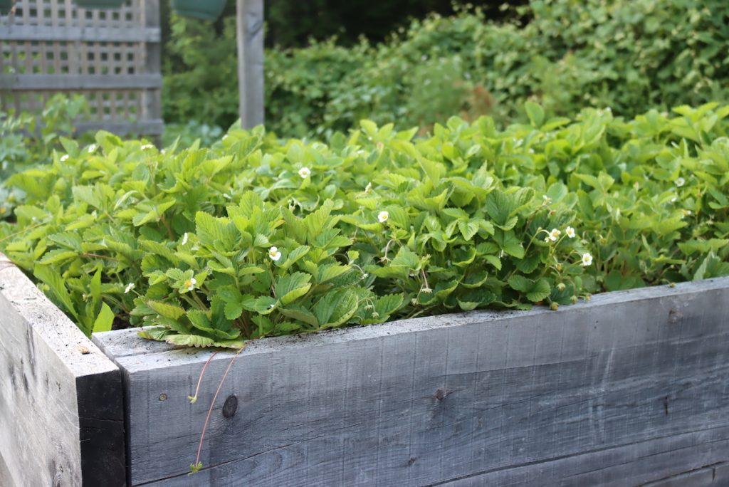 Alpine Strawberry Plants about 4 months after transplanting in small plugs.