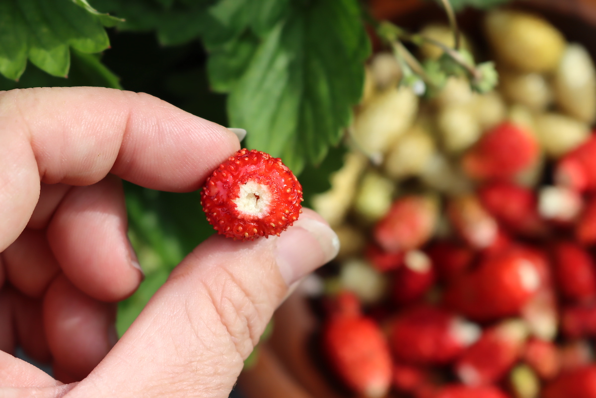 Alpine Strawberry Tops