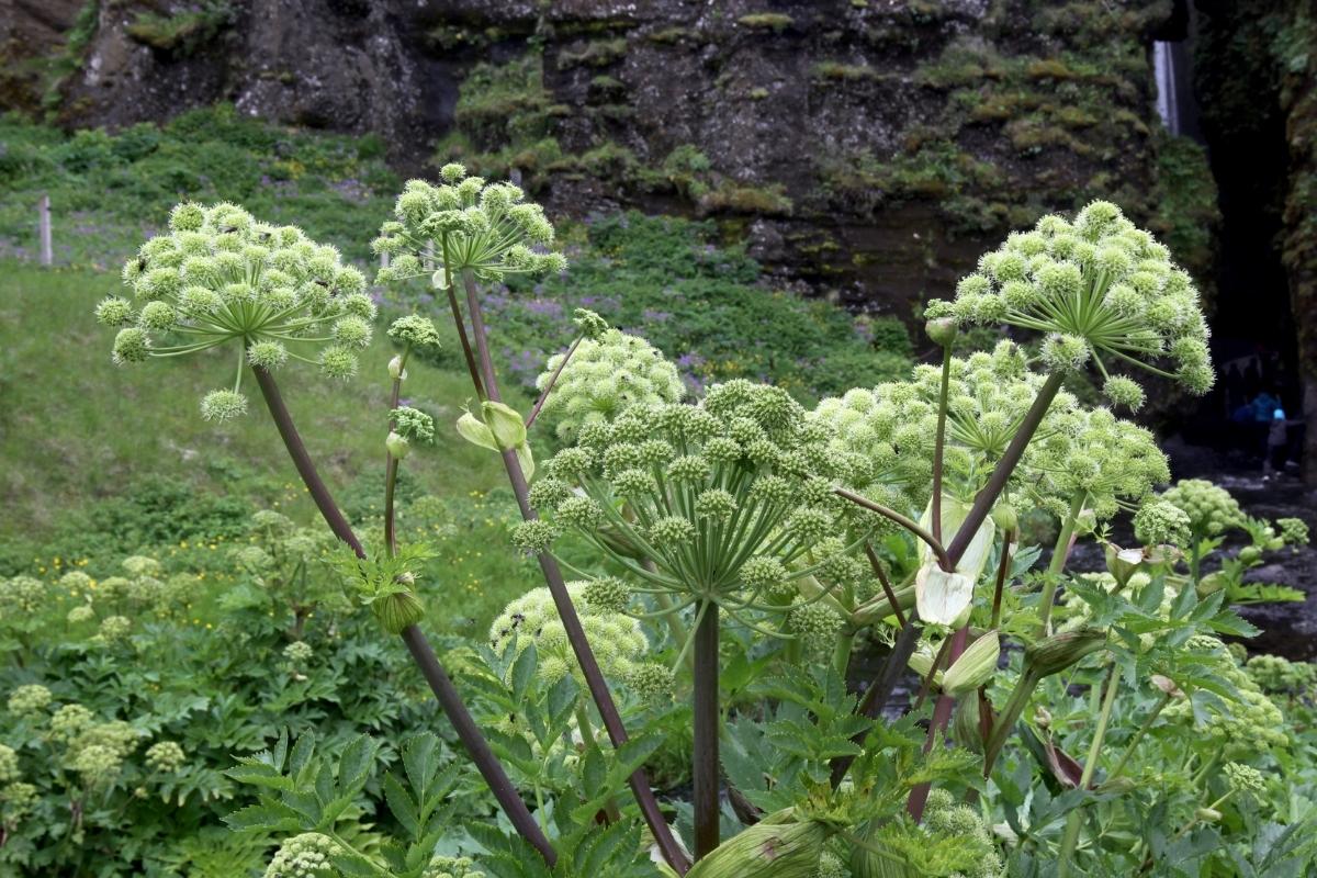 Angelica