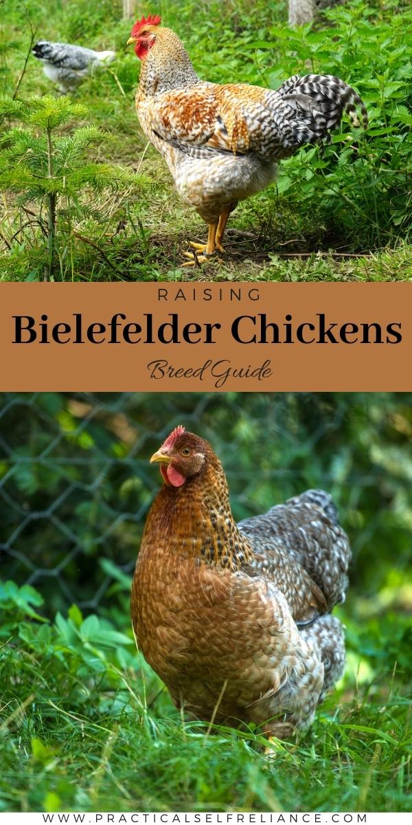 Bielefelder Chickens Breed Guide — Practical Self Reliance