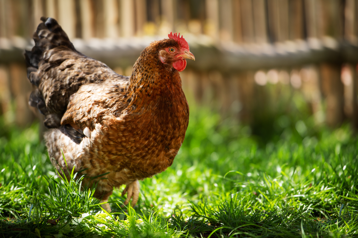 Bielefelder Hen