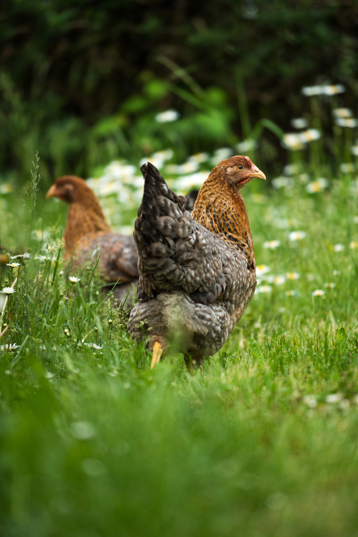 Bielefelder hen