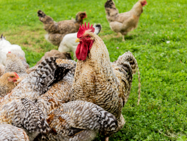 Bielefelder Rooster