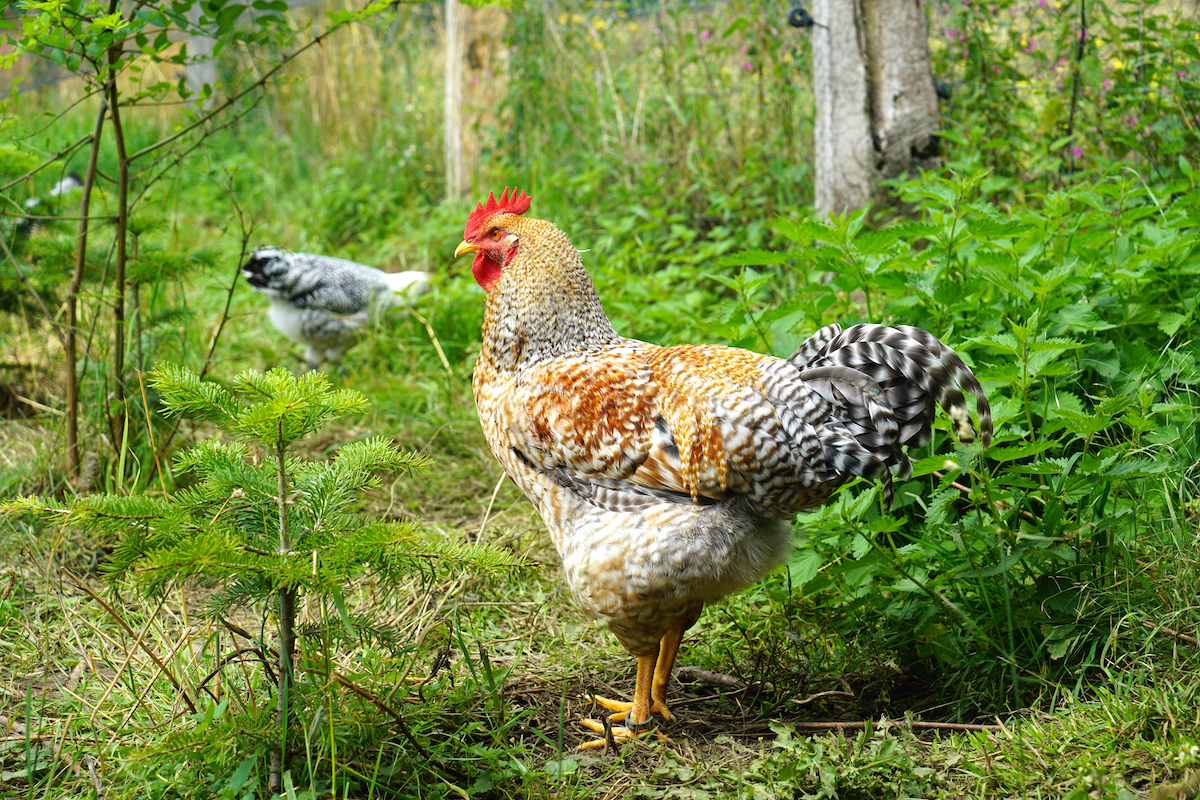 Bielefelder Rooster