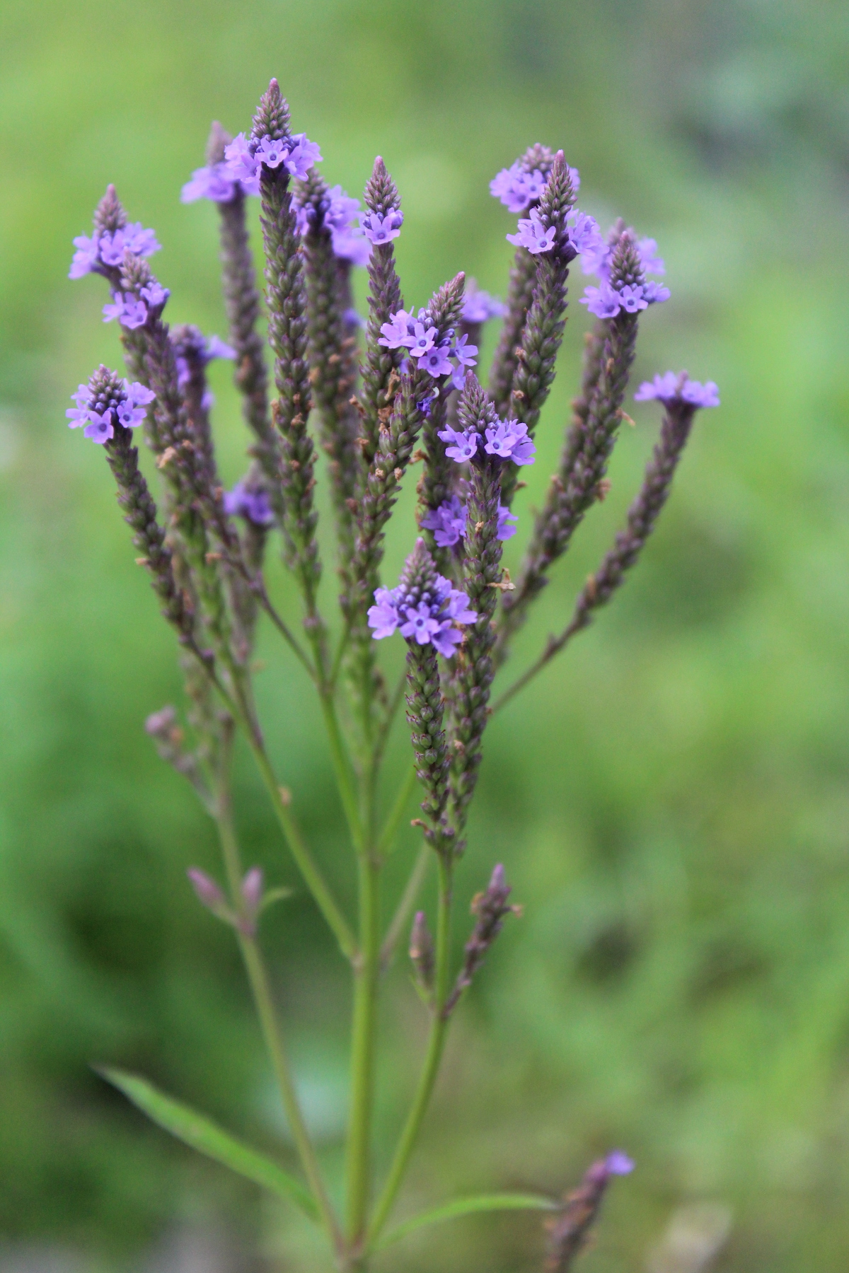 Blue Vervain
