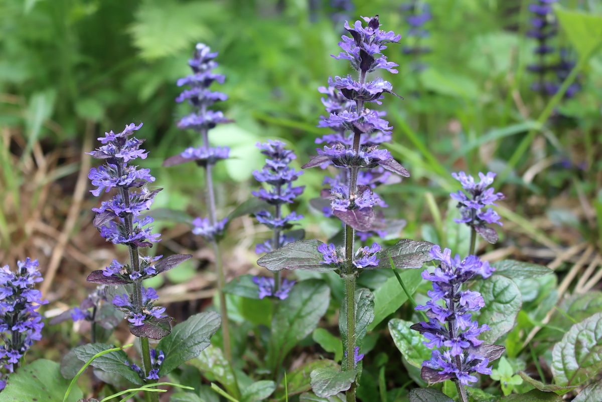 Bugleweed