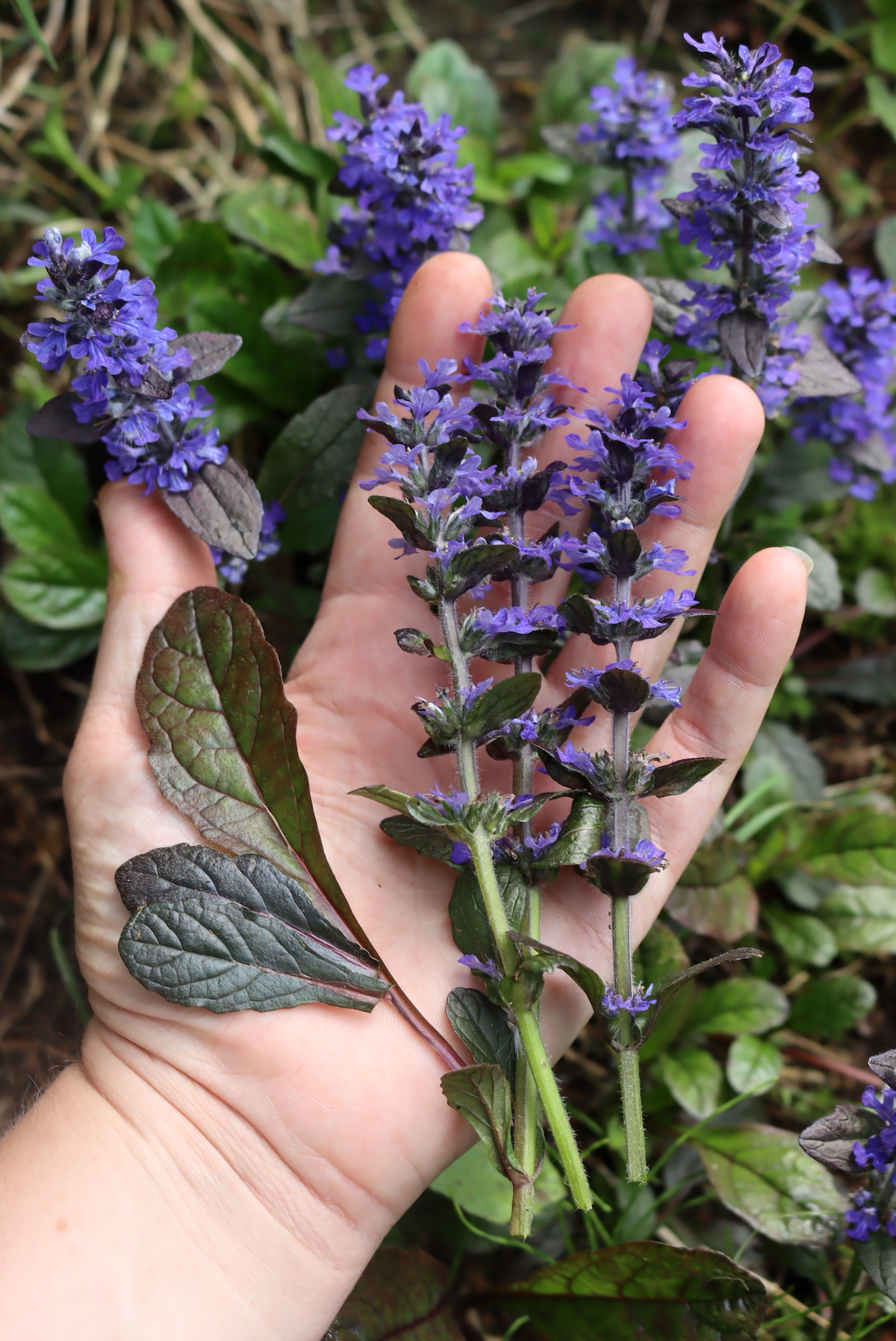 Bugleweed