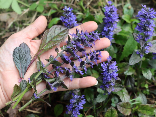 Bugleweed