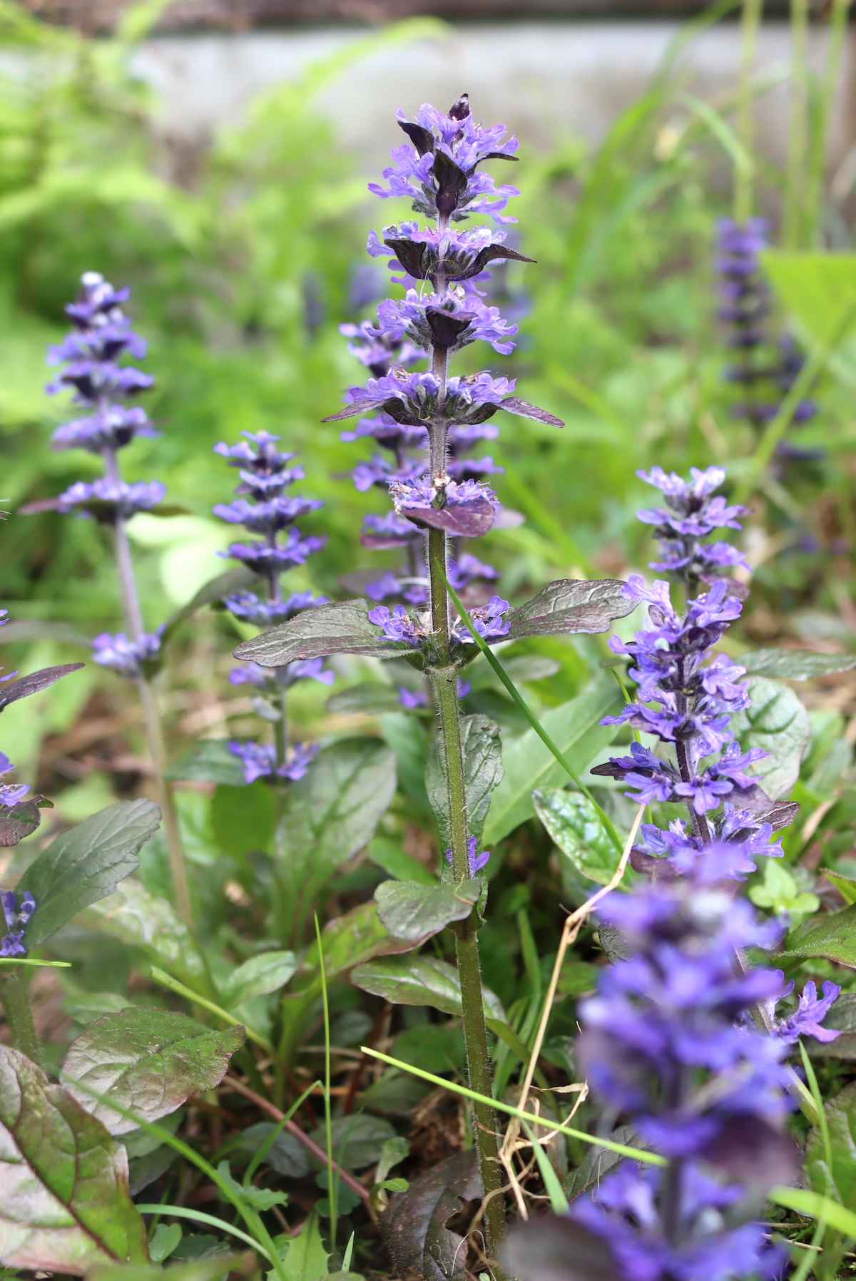 Bugleweed