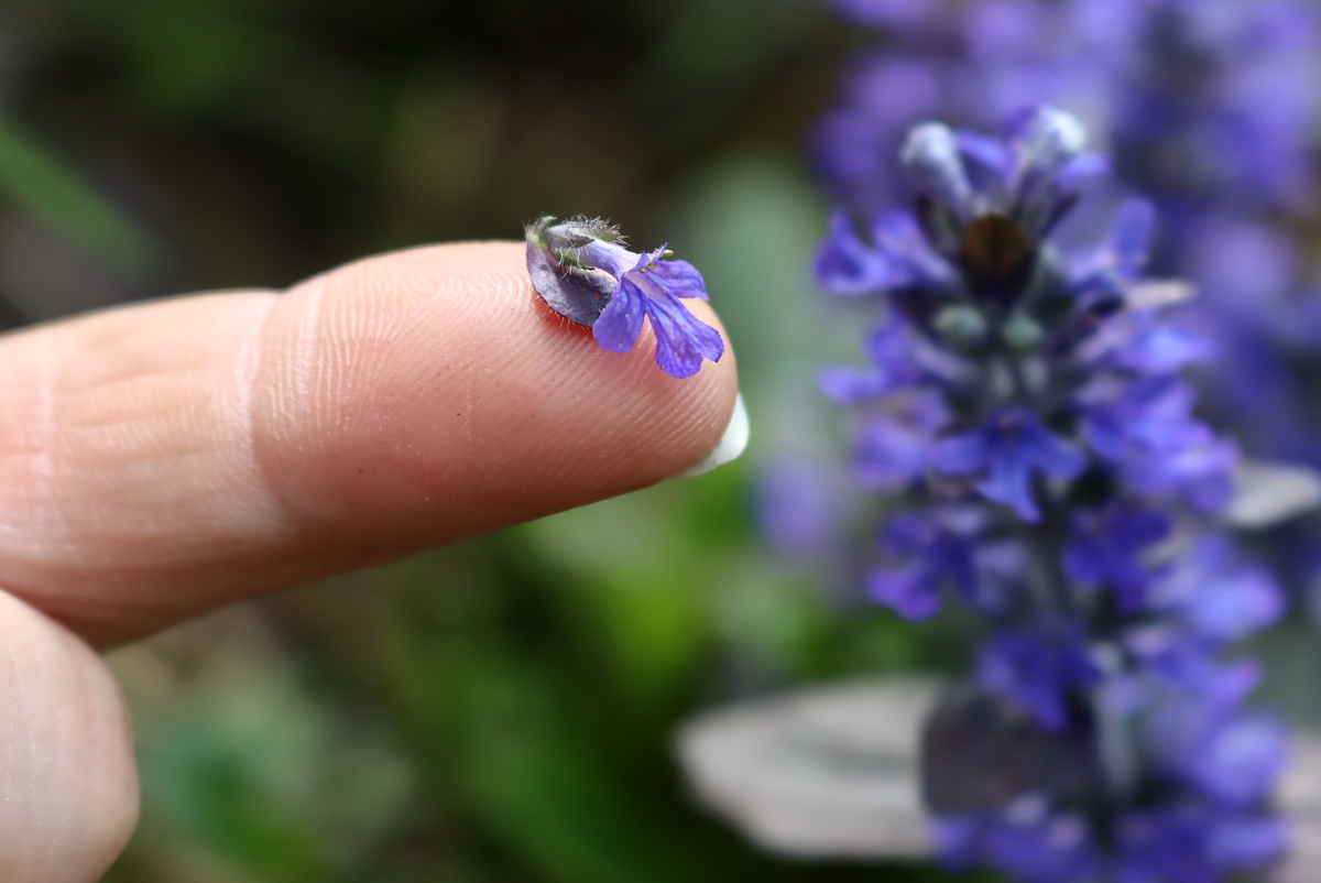 Bugleweed Flowers