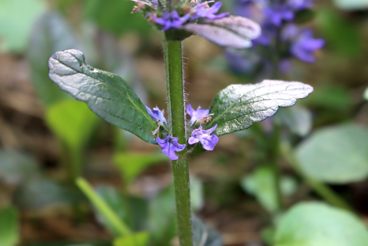 Foraging Bugleweed (& Ways To Use It)