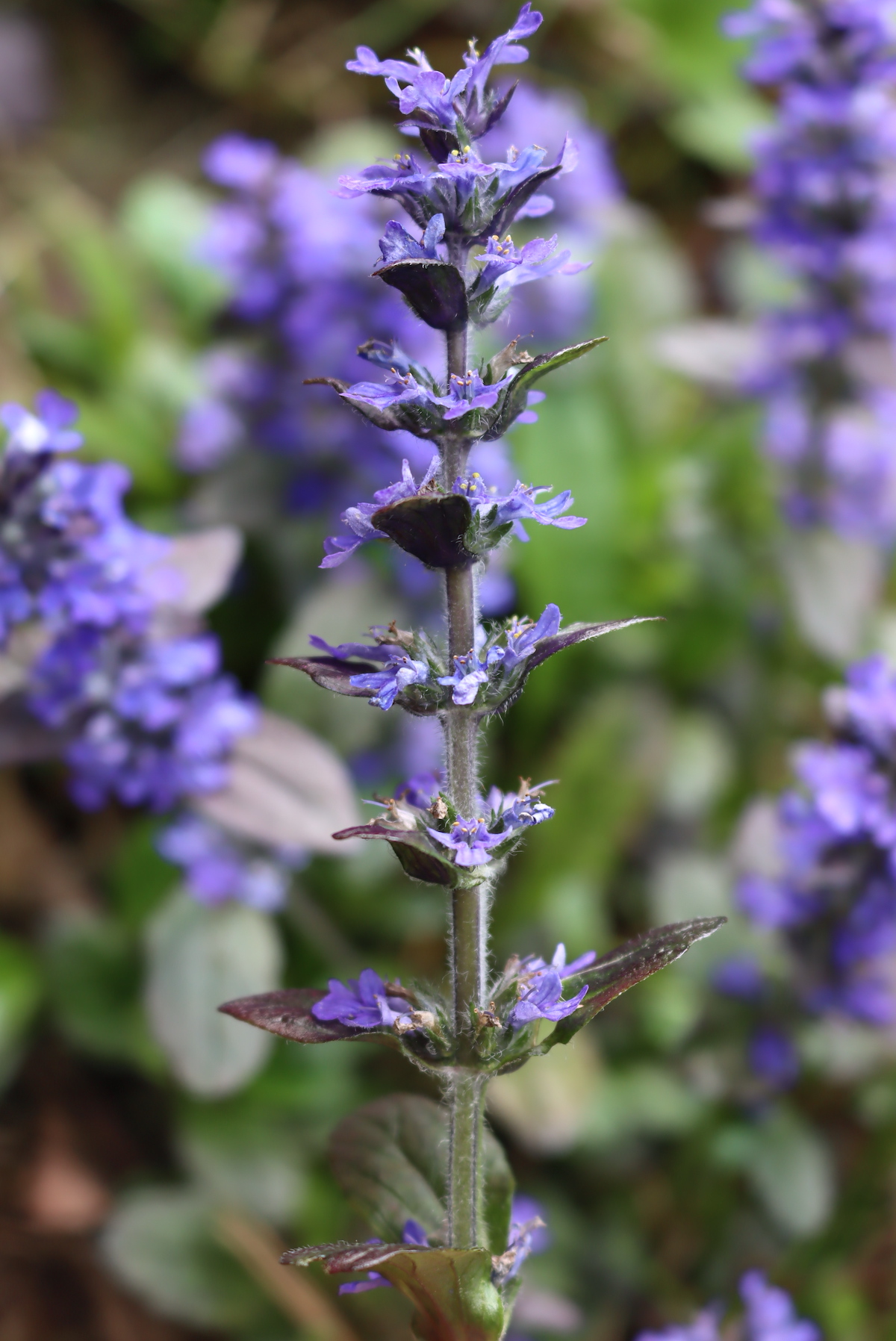 Foraging Bugleweed (& Ways To Use It)