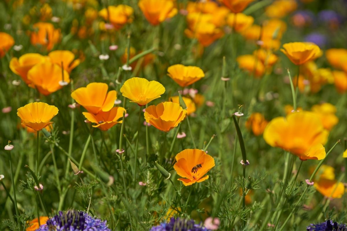California Poppy