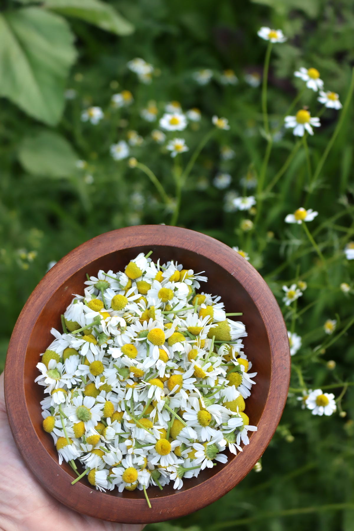 Chamomile