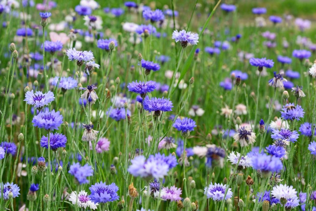 Cornflower