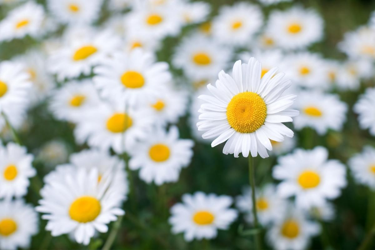 Daisy